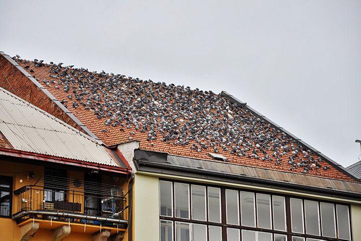 A2B Pest Control are able to install spikes to deter birds from roofs in South Kirkby. 