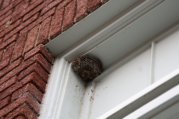 We provide a wasp nest removal service for domestic and commercial properties in South Kirkby.